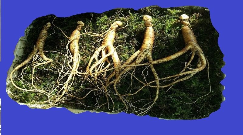 ginseng